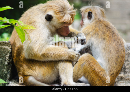 Tote Makaken Pflege in Dambulla, North Central Province, Sri Lanka, Asien Stockfoto