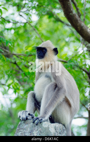 Getuftet grauen Languren (Semnopithecus Priamos), Polonnaruwa, North Central Province, Sri Lanka, Asien Stockfoto