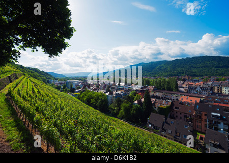 Weinberge, Freiburg, Baden-Württemberg, Deutschland, Europa Stockfoto