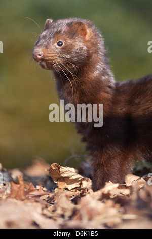 Amerikanischer Nerz Neovison Vison inmitten der Wälder (c) Stockfoto