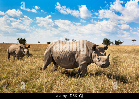 Nashorn, Ol Pejeta Conservancy, Laikipia, Kenia, Ostafrika, Afrika Stockfoto