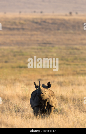 Schwarze Nashorn (Diceros Bicornis), Lewa Wildlife Conservancy, Laikipia, Kenia, Ostafrika, Afrika Stockfoto