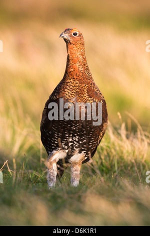 Moorschneehuhn (Lagopus Lagopus) männlich, County Durham, England, Vereinigtes Königreich, Europa Stockfoto