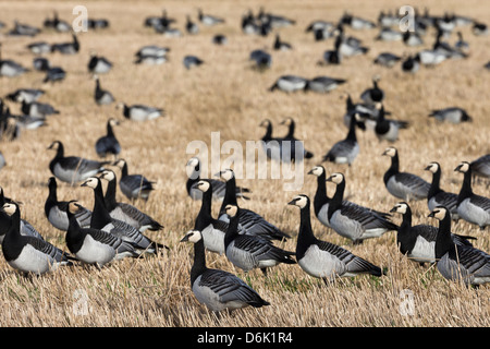 Weißwangengans (Branta Leucopsis) in Stoppeln Feld, Islay, Schottland, Vereinigtes Königreich, Europa Stockfoto