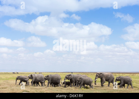 Afrikanische Elefanten (Loxodonta Africana), Amboseli Nationalpark, Kenia, Ostafrika, Afrika Stockfoto