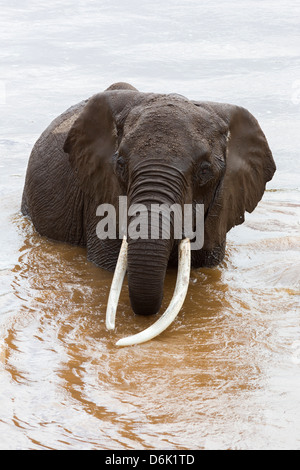 Elefant (Loxodonta Africana) am Fluss, Masai Mara National Reserve, Kenia, Ostafrika, Afrika Stockfoto