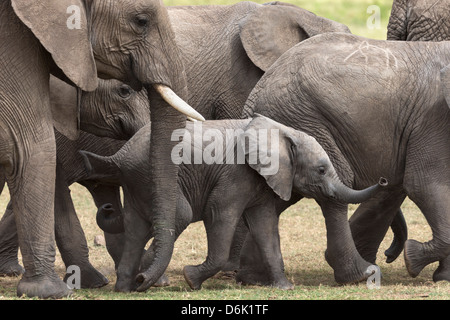 Elefanten (Loxodonta Africana), Masai Mara National Reserve, Kenia, Ostafrika, Afrika Stockfoto