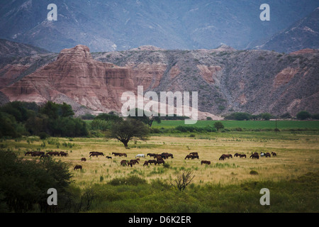 Landschaft in Valles Calchaquies auf der Straße zwischen Cafayate und Cachi, Provinz Salta, Argentinien, Südamerika Stockfoto