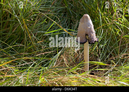 Shaggy Tinte Cap Pilz Coprinus comatus Stockfoto