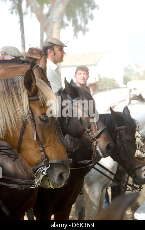 Pferde auf die Romeria von Fuengirola in Spanien Stockfoto