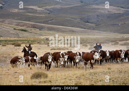 Gauchos mit Vieh auf die Huechahue Estancia, Patagonien, Argentinien, Südamerika Stockfoto