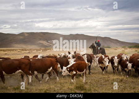 Gauchos mit Vieh auf die Huechahue Estancia, Patagonien, Argentinien, Südamerika Stockfoto