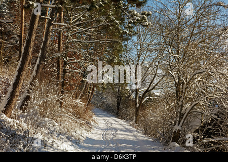 Schwarzwald im Winter, in der Nähe von Villingen Baden-Wurttemberg, Deutschland, Europa Stockfoto