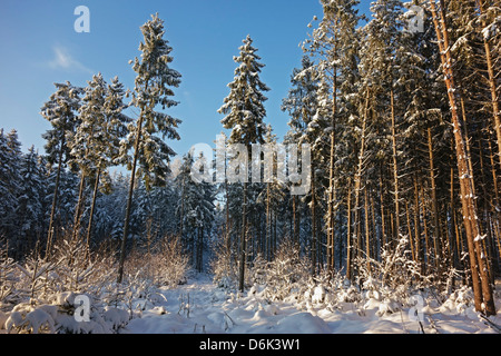 Schwarzwald im Winter, in der Nähe von Villingen Schwarzwald-Baar, Baden-Wurttemberg, Deutschland, Europa Stockfoto