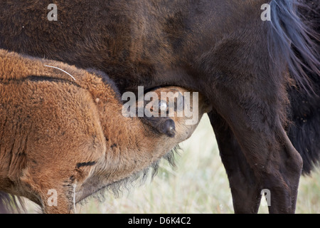 Bisons (Bison Bison) Kalb Krankenpflege, Custer State Park, South Dakota, Vereinigte Staaten von Amerika, Nordamerika Stockfoto