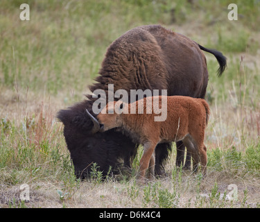 Bisons (Bison Bison) Kalb spielt mit seiner Mutter, Custer State Park, South Dakota, Vereinigte Staaten von Amerika, Nordamerika Stockfoto