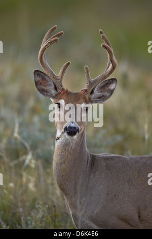 Weiß - angebundene Rotwild (Whitetail Deer) (Virginia Hirsch) (Odocoileus Virginianus) Bock, Custer State Park, South Dakota, USA Stockfoto