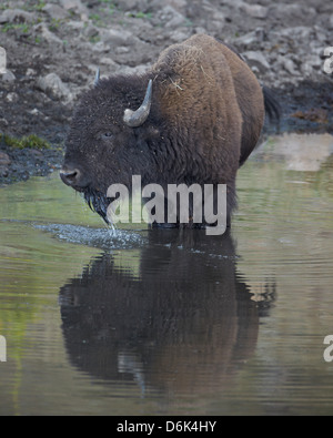 Bisons (Bison Bison) trinken aus einem Teich, Custer State Park, South Dakota, Vereinigte Staaten von Amerika, Nordamerika Stockfoto