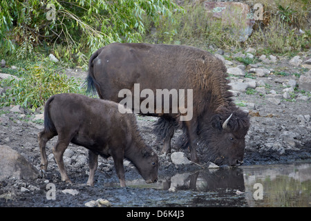 Bisons (Bison Bison) Kuh und Kalb trinken aus einem Teich, Custer State Park, South Dakota, Vereinigte Staaten von Amerika, Nordamerika Stockfoto