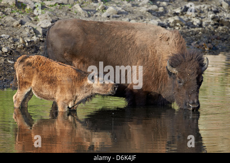 Bisons (Bison Bison) Kuh und Kalb trinken aus einem Teich, Custer State Park, South Dakota, Vereinigte Staaten von Amerika, Nordamerika Stockfoto