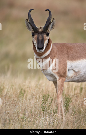 Gabelbock (Antilocapra Americana) Bock, Custer State Park, South Dakota, Vereinigte Staaten von Amerika, Nordamerika Stockfoto