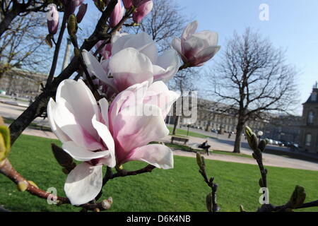Magnolien blühen vor dem neuen Schloss in Stuttgart, Deutschland, 28. März 2012. Foto: Bernd Weissbrod Stockfoto