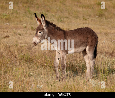 Junge wilde Esel (Esel) (Equus Asinus) (Equus Africanus Asinus), Custer State Park, South Dakota, USA Stockfoto