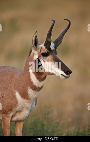 Gabelbock (Antilocapra Americana) Bock, Custer State Park, South Dakota, Vereinigte Staaten von Amerika, Nordamerika Stockfoto