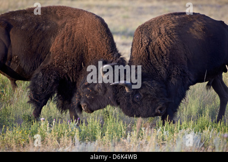 Bisons (Bison Bison) Bullen sparring, Custer State Park, South Dakota, Vereinigte Staaten von Amerika, Nordamerika Stockfoto