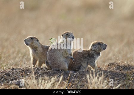 Drei schwarz-angebundene Präriehund (Blacktail Präriehund) (Cynomys sich), Custer State Park, South Dakota, USA Stockfoto