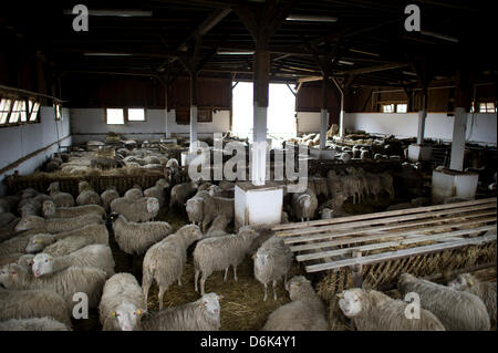 Weiße Befragten Heide in einer Scheune in Wartha, Deutschland, 13. März 2012. Foto: Arno Burgi Stockfoto