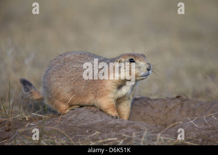 Black-tailed Prairie Dog (Blacktail Präriehund) (Cynomys sich), Custer State Park, South Dakota, USA Stockfoto