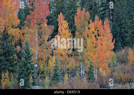 Orange Espen in den Herbst, San Juan National Forest, Colorado, Vereinigte Staaten von Amerika, Nord Amerika Stockfoto