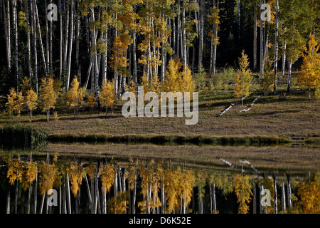 Gelbe Espen unter Evergreens im Herbst spiegelt sich in einem See, Uncompahgre National Forest, Colorado, USA Stockfoto