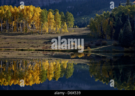 Gelbe Espen unter Evergreens im Herbst spiegelt sich in einem See, Uncompahgre National Forest, Colorado, USA Stockfoto