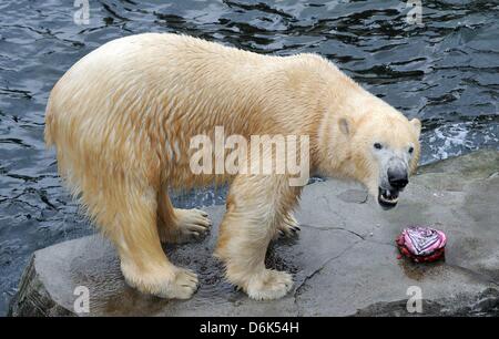 Eisbär "Arktos" steht auf einem Felsen in Kanada ENFORS Yukon Bay im Zoo Hannover, 2. April 2012. Die Eisbären verlassen den Zoo zu gehen wo er an den europäischen vom Aussterben bedrohte Arten Programm EEP teilnehmen wird der schottischen Highland Wildlife Park.  Foto: HOLGER HOLLEMANN Stockfoto