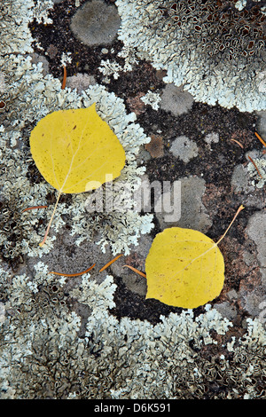 Gelbe Aspen Blätter auf einem Flechten bedeckten Felsen im Herbst Uncompahgre National Forest, Colorado, USA Stockfoto