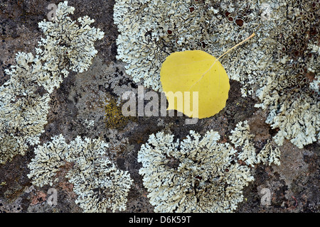 Gelbe Espenlaub auf einem Flechten bedeckten Felsen im Herbst, Uncompahgre National Forest, Colorado, USA Stockfoto