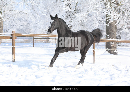 Niederländische Warmblut Hengst laufen im Schnee mit gefrorenen Bäumen hinter Stockfoto