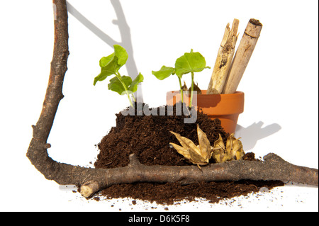 Junge Stecklinge von Hibiscus Samen wachsen aus einem Stapel von Boden dekoriert mit Kapseln, Ast, Terrakotta Topf und Bambus Stockfoto