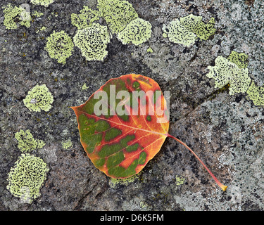 Espenlaub drehen Rot und Orange auf einem Flechten bedeckten Felsen Uncompahgre National Forest, Colorado, USA Stockfoto