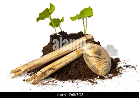 Junge Stecklinge von Saatgut der Hibiskus wächst aus einem Haufen von Boden verziert mit Bambusstöcken und einer Muschel Stockfoto