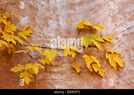 Box Elder (Boxelder Ahornholz) (Ahorn Esche) (Acer Negundo) Zweig mit Blättern im Herbst, Capitol Reef National Park, Utah, USA Stockfoto