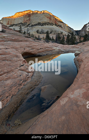 Pool im glatten Felsen reflektieren erste Licht auf einem Sandstein Hügel, Zion Nationalpark, Utah, Vereinigte Staaten von Amerika, Nordamerika Stockfoto