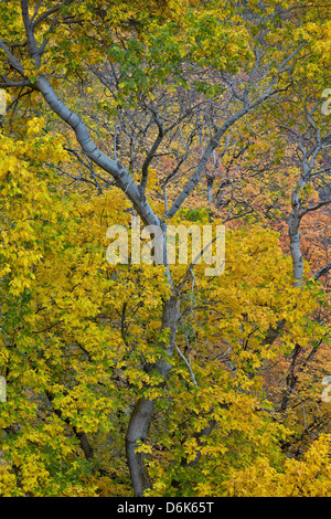 Box Elder (Boxelder Ahornholz) (Ahorn Esche) (Acer Negundo) mit gelben Blättern im Herbst, Zion Nationalpark, Utah, USA Stockfoto