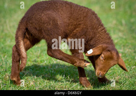 Ein brauner Coburg Fox Schaf Lamm steht auf einer Weide an der Landwirtschaftsschule in Bayreuth, Deutschland, 4. April 2012. Meteorologen prognostizieren kalten Temperaturen und Regen mit sporadischen Graupel für Ostern in Bayern. Foto: DAVID EBENER Stockfoto