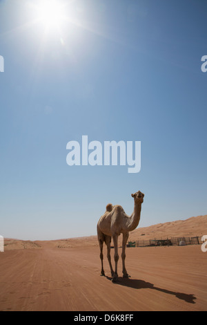 Kamel in der Wüste, Wahiba, Oman, Naher Osten Stockfoto