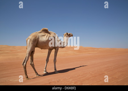 Kamel in der Wüste, Wahiba, Oman, Naher Osten Stockfoto