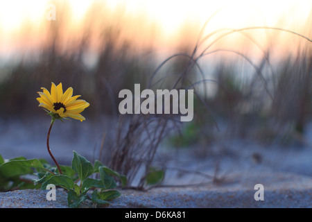 Dies ist eine Blume am Ormond Strand bei Sonnenaufgang Stockfoto