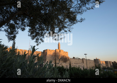 Zitadelle von David und Stadtmauern durch Olivenbaum bei Sonnenuntergang gesehen. Altstadt von Jerusalem. Israel. Stockfoto